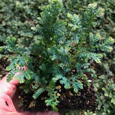 Image result for Nicolasia nitens