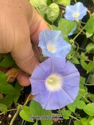 Image result for Ipomoea hochstetteri