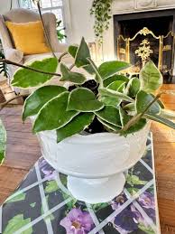 Image result for hoya plant flower