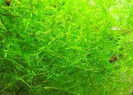 Pin Pa Grass