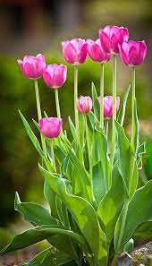 Pin By Tiane On Color Themes Beautiful Flowers Pretty Flowers Spring Flowers