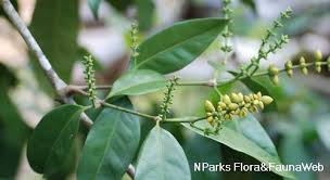 Image result for Gnetum