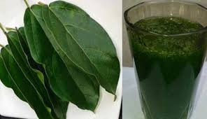 We did not find results for: 11 Efek Samping Daun Cincau Menurut Pakar Nutrisionist Bang Isman