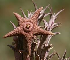 Image result for Streptocarpus hirticapsa