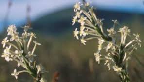 Image result for Struthiola