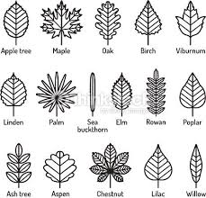 Leaves Types With Names Icons Vector Set Outline Black Icons Nature Oak Leaf Tattoos Leaf Drawing Leaf Outline