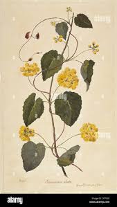 Image result for Stigmaphyllon