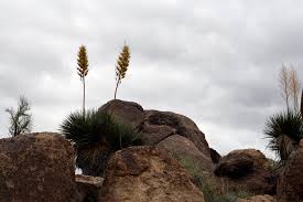 Image result for Nolletia arenosa