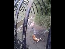 Ini kerana ia melambangkan keadaan fizikal dengkes dan tepok. Harimau Malaya Johor Youtube