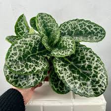 Image result for Streptocarpus leptopus