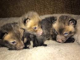 Red Fox Lost River Exotics
