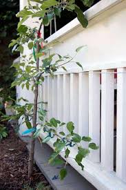 Most relevant best selling latest uploads. 6 In 1 Apple Tree One Tree Six Varieties Of Apples