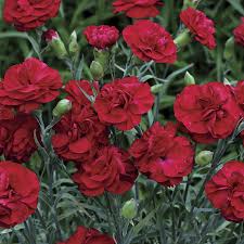 Passion Dianthus Carnation Plants White And Blue Flowers Blue Flowers Garden