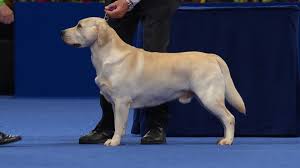 Labrador Retriever 2020 National Dog Show Sporting Group Nbc Sports
