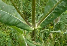 Image result for Dipsacus pinnatifidus