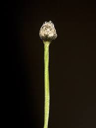 Image result for Eriocaulon bongense