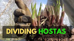 Maybe you would like to learn more about one of these? How To Divide Hostas Best Time To Divide Hostas And Other Planting Tips Youtube
