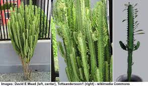 Find a cactus that has nearly died of thirst and weigh it.water the cactus until it stops absorbing water. Euphorbia Trigona Caring For African Milk Tree Euphorbia Cactus