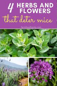 How to stop rats from eating my garden. What Can I Plant To Deter Mice In The Garden 4 Herbs And Flowers Plants Gardening For Beginners Garden