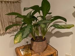 Apr 18, 2021 11:48 am. What Is Wrong With My Silver Bay Aglaonema The Tips Of The Leaves Are Turning Yellow And The Bottom Of The Stems Are Yellow Too I Water When Soil Is Dry And