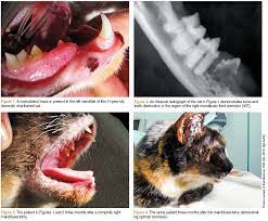 Most cats and dogs with oral cancer have a mass in the mouth noticed by the owner but tumors are rarely seen by the owners in the pharynx. Oral Squamous Cell Carcinoma In Cats