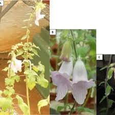 Image result for Ceratotheca sesamoides