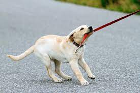 Here's how you do it with some simple dog training: How To Stop Your Dog From Biting The Leash In 2019 Little Paws Training