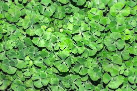 Image result for Marsileaceae