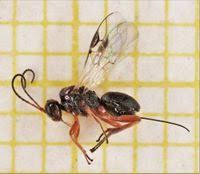 Image result for Triaspis