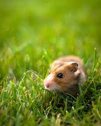 A 30 Cute And Adorable Hamster Photography Collection Naldz Graphics Hamster Pet Portraits Photography Cute Hamsters