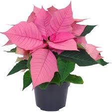 Weihnachtsstern Rosa Topf ø Ca 105 Cm Euphorbia Pulcherrima