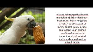 Tripod untuk burung parrot / paruh bengkok acara outdoor. 23 Makanan Burung Kakatua Jambul Kuning Terupdate Pojok Burung