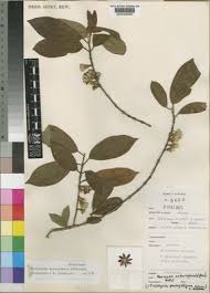 Image result for Sericanthe suffruticosa