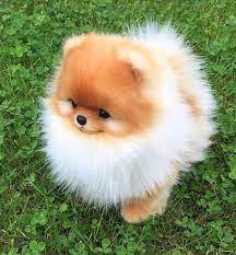 Newborn pomeranian puppies one week old puppies | cute pom dogs vlog. Pin On Koiria