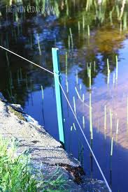 If you don't know how to keep geese away from the pond, use the same methods. Ducklings Hatchlings And How To Keep The Geese Out The Twin Cedars