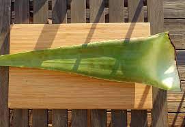 Du kannst die vermehrung sogar noch beschleunigen, indem du aus blattstücken neue pflanzen ziehst. Aloe Vera Blatt Tipps Rund Um Verarbeitung Lagerung
