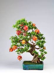 Add living art to your yard with outdoor bonsai trees. Pomegranate Bonsai Tree There Are Many Varieties With Different Color Shape And Size Of Flowers And Fruit Bonsai Tree Bonsai Fruit Tree Bonsai