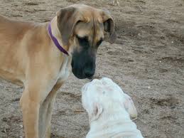 No animal deserves to live a life like these poor great danes had. Great Dane Rescue Network Marketplace Saving Great Dane Lives Home Facebook