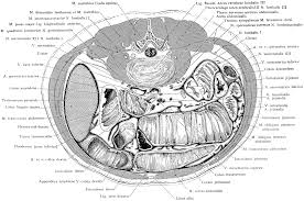 Image result for Umbilicus