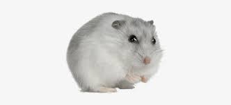 Free online tool to make transparent background images, which instantly removes any background color of image easily. Download Hamster Winter White Hamster Png Image With No Background Pngkey Com