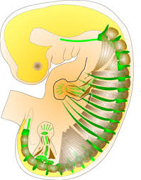 Image result for Embryology