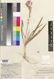 Image result for Tritonia moggii