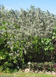 Image result for Conocarpus erectus