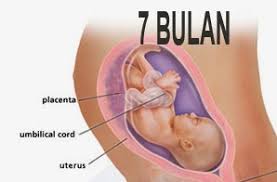 Perkembangan janin 7 bulan dalam kandungan penting untuk para ibu ketahui. Bentuk Janin 1 Bulan Dalam Kandungan Berbagi Bentuk Penting