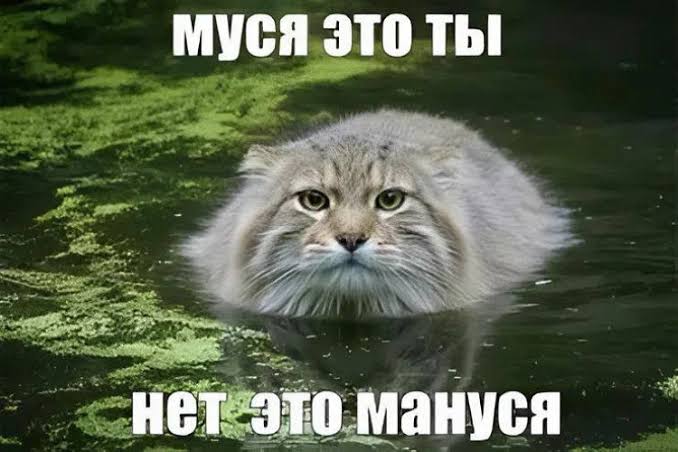 Муся Это Ты  | learn russian through memes