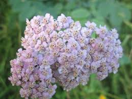Sotto ai 9 gradi la piantina subisce stress climatico causato dal freddo e rischia di restare nana, per cui attenzione in particolare di notte. Raccontare Un Paese Fiori Spontanei Achillea Rosa Achillea Fiori Rose