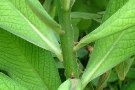 Image result for Synadenium kirkii