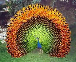 We did not find results for: Burung Merak Home Facebook