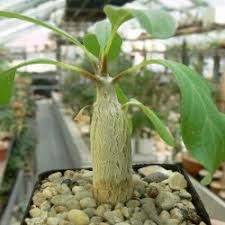 Image result for Sesamothamnus