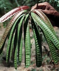 Image result for Leucas fulvipila